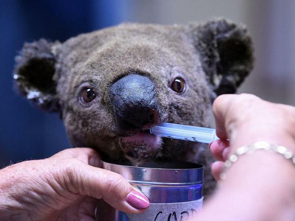 Bei schlimmen Buschbränden 2019 und 2020 kamen viele Koalas ums Leben. Oder überlebten mit schweren Verbrennungen.