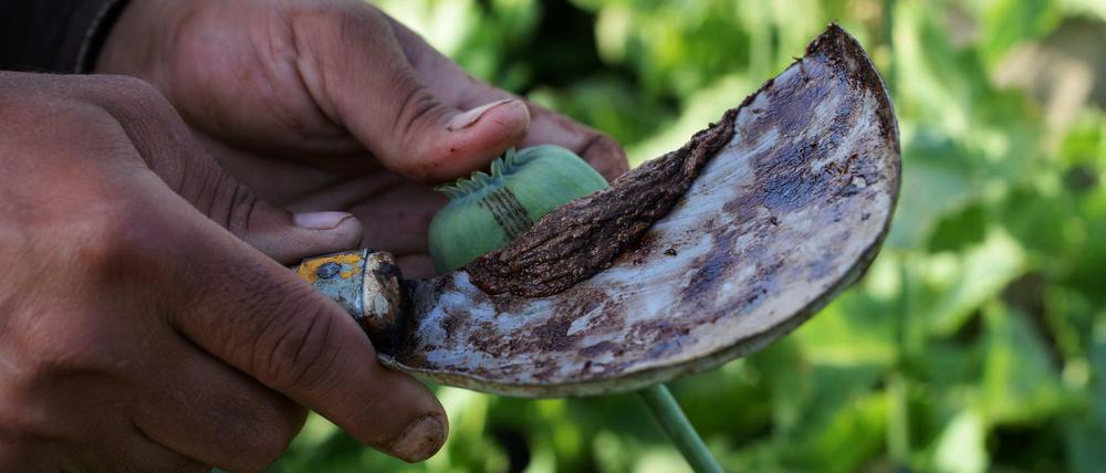 Ein afghanischer Farmer erntet Opiumharz auf einem Mohnfeld in Nangarhar, Afghanistan.