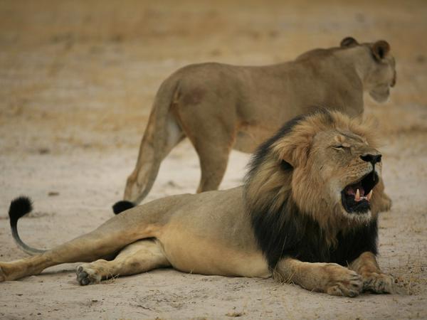 Das imposante Tier wurde geköpft und gehäutet, nachdem es getötet wurde. Der Löwe Cecil in Simbabwe. 