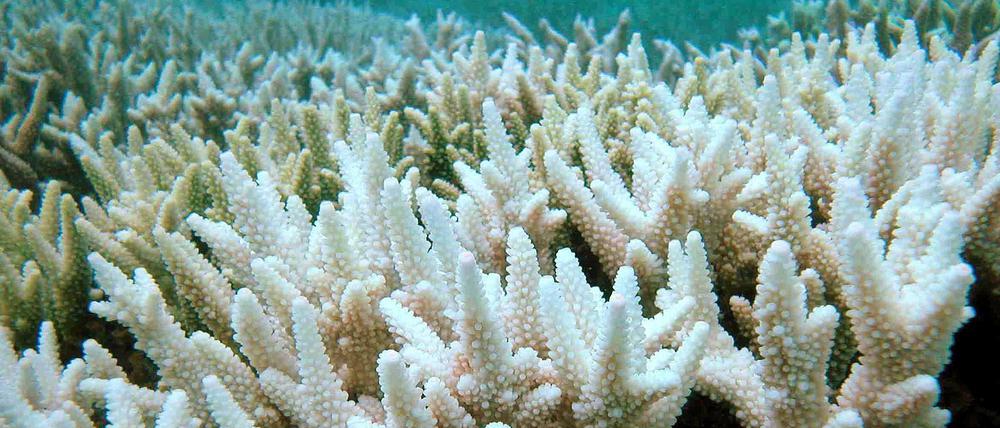 Ist das Wasser zu warm, bleichen die Korallen aus - wie hier am Great Barrier Reef vor der Ostküste Australiens. 