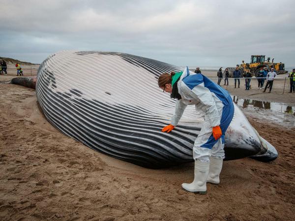 Der Kadaver eines großen Finnwals liegt am Strand in De Haan, nachdem er dort strandete.