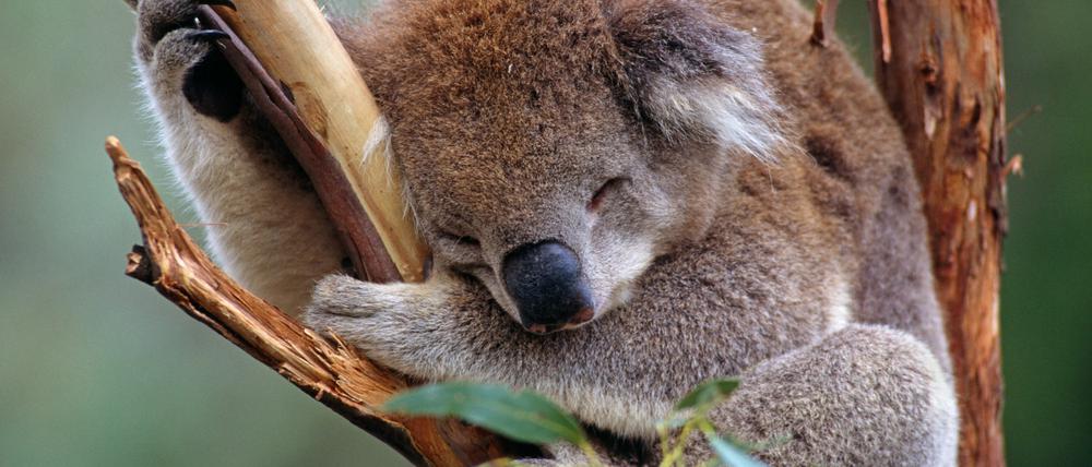 Besonders gefährdet: die Koalas.