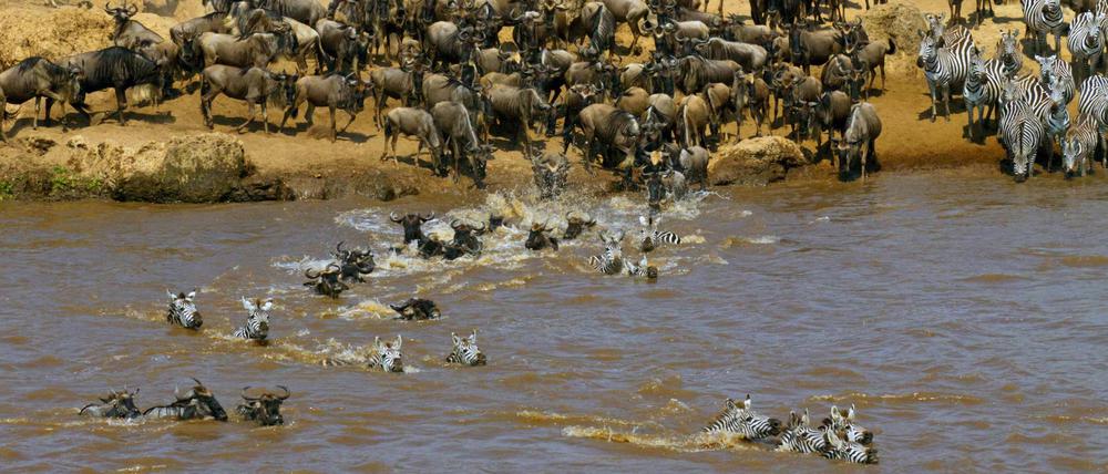 Im Sommer überqueren Hunderttausende von Gnus den Fluss zwischen Kenia und Tansania normalerweise unter vielfacher Beobachtung. 