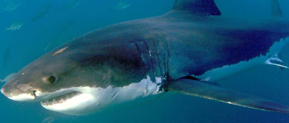 Vor der Küste Tasmaniens in Australien attackierte ein Hai am Samstag einen Taucher und tötete ihn (Symbolbild).