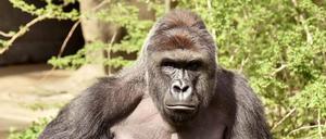 Der getötete Gorilla Harambe aus dem Zoo von Cincinnati