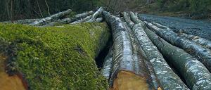 Gefälltes Holz gilt in Rumänien als wertvolle Ware. 90 000 Kubikmeter 2018 wurden allein in Maramures illegal abgeholzt.