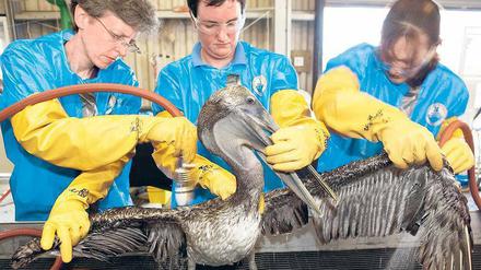 Hilfe für geschädigte Tiere. Experten des internationalen Rettungs- und Forschungszentrums für Vögel in Fort Jackson (US-Bundesstaat Louisiana) säubern einen mit Öl bedeckten Braunpelikan.