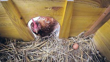 Gift im Futter. Das Ausmaß der Verunreinigung auf deutschen Hühnerhöfen ist nicht abzusehen. 
