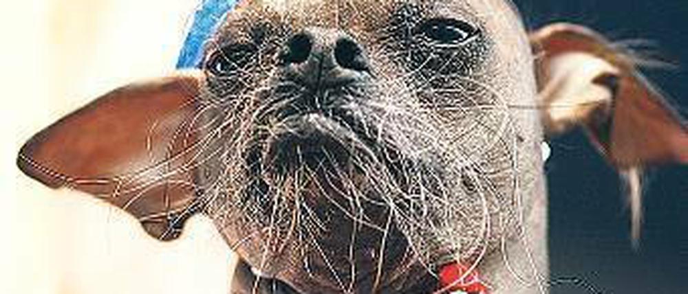 Mugly, Chinesischer Schopfhund. Foto: AFP
