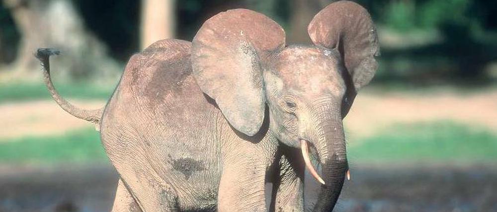 ein junger Waldelefant mit aufgestellten Ohren