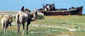 Gut 60 Kilometer von der Kleinstadt Aralsk entfernt liegt ein Wrack auf dem Grund des ausgedörrten Aralsees, der nun von Kamelen begangen wird. 