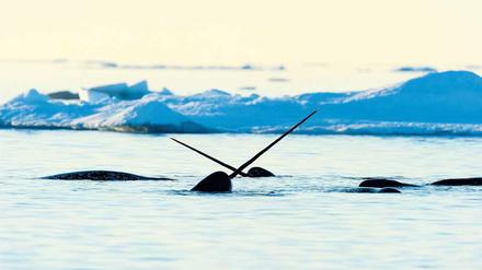 Spektakuläre Tiere. Narwale haben ein langes spitzes Horn. Sie können nur in der Arktis leben, wo ihre Existenz bedroht ist. 