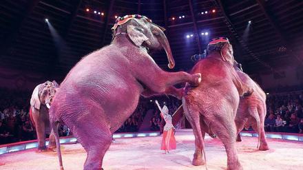 Umstritten. Aktivistengruppen wie „Peta“ fordern ein grundsätzliches Verbot von Tieren im Zirkus. Die Unternehmen wehren sich gegen die Vorwürfe der Tierrechtler.