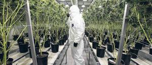 Tausende Hanf-Pflanzen wachsen in 30 Hallen. Die Mitarbeiter der Tweed. Inc. achten darauf, dass sie gedeihen. 