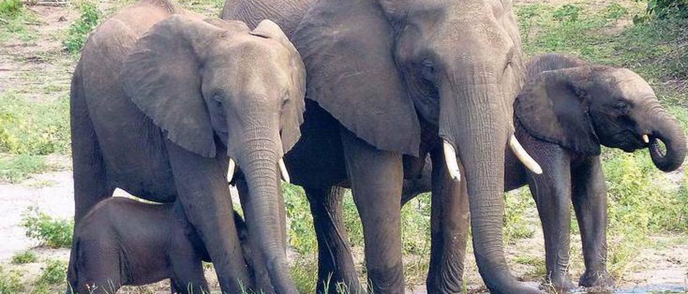 Noch ist Botswana ein sicherer Hafen. Doch das könnte sich für Elefantenfamilien, wie diese im Okavango-Delta im nördlichen Botswana, bald ändern. 