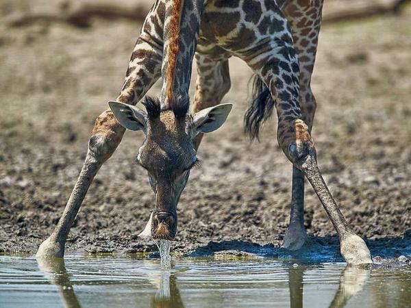 Den Giraffen und anderen Wildtieren im Reservat könnte das Wasser bald bis zum Hals stehen.