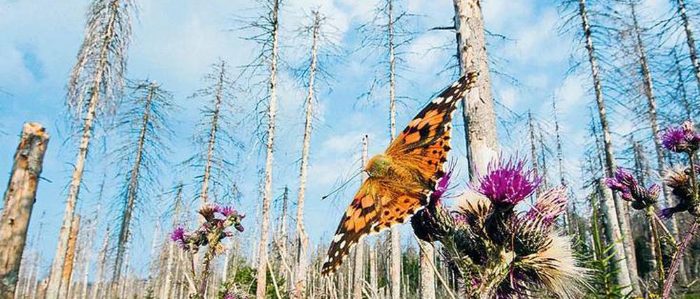 Die Dürre setzte den deutschen Fichtenwäldern 2018 besonders zu. Um die Artenvielfalt ist es besonders bei den Schmetterlingen nicht gut bestellt. 