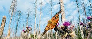Die Dürre setzte den deutschen Fichtenwäldern 2018 besonders zu. Um die Artenvielfalt ist es besonders bei den Schmetterlingen nicht gut bestellt. 