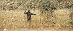 Ein Mann versucht in der Nähe der kenianischen Stadt Nanyuki einen Schwarm Heuschrecken zu bekämpfen. 