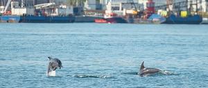 Delfine genießen die ungewöhnliche Stille im Bosporus, wo der Schiffsverkehr wegen der Pandemie weitgehend zum Erliegen gekommen ist.