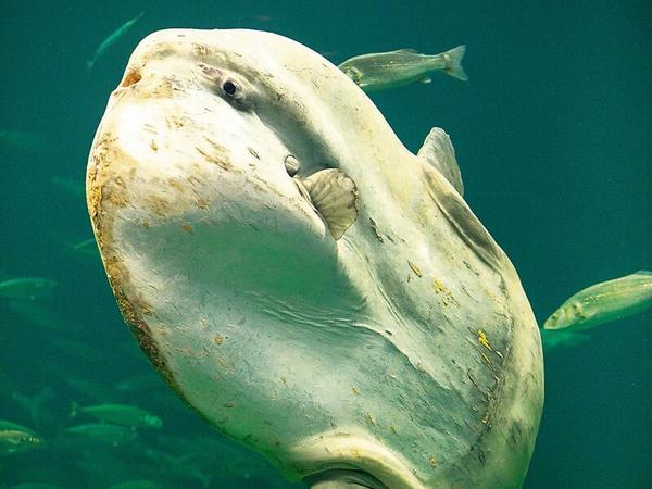 Mondfische zeigen sich sonst eher selten in der Adria.