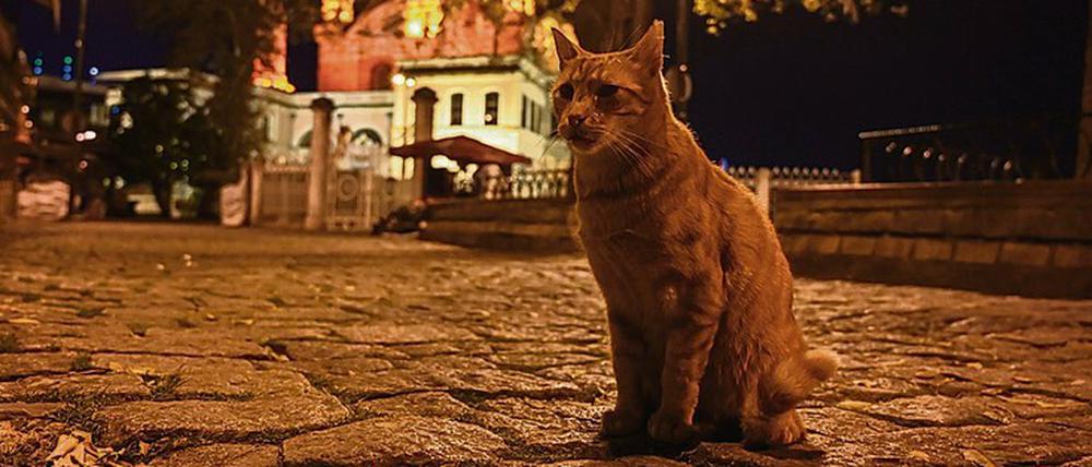 Eine Straßenkatze im November in Istanbul. Von acht Uhr abends bis zehn Uhr morgens ist Sperrstunde. 