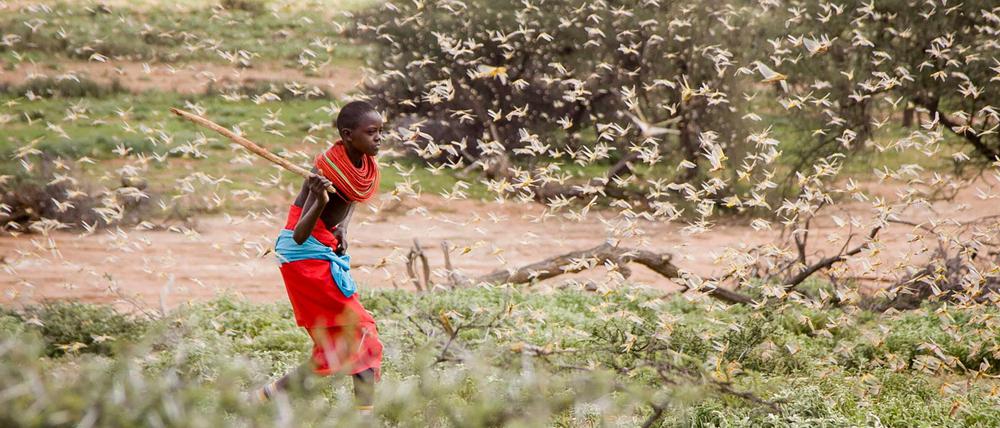 Mehrere Länder wie Kenia und Somalia sind von der Heuschreckenplage betroffen.