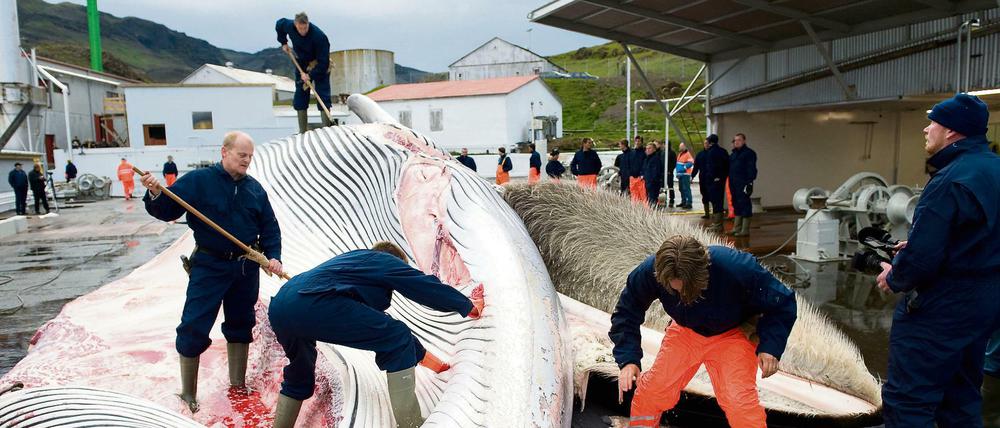 Die Firma Hvalur hat im vergangenen Jahr noch 155 Finnwale erlegt. Das Foto zeigt eine Jagd im Jahr 2009, als Island den Walfang wieder aufnahm.