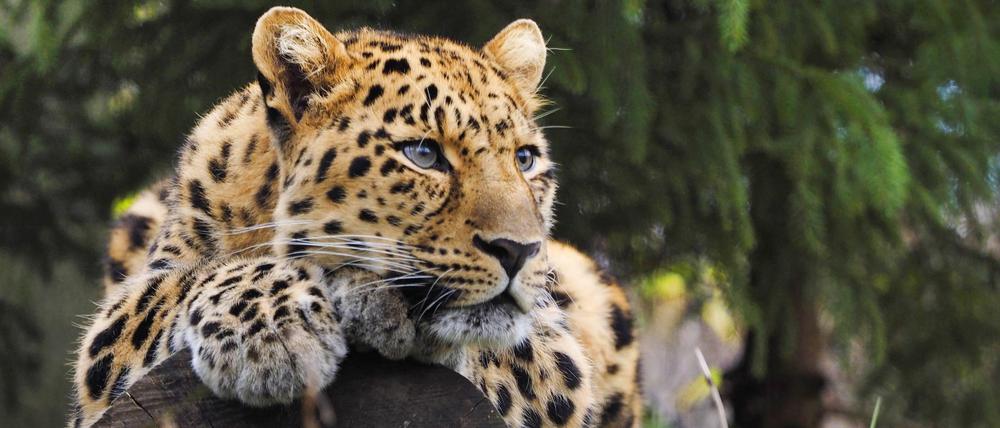 Die Amurleoparden zählen zu den seltensten Säugetieren auf der Welt. 