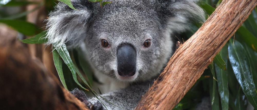 Während es in Australien im 18. Jahrhundert schätzungsweise zehn Millionen Koalas gab, liegt die Population nun bei unter 60 000.