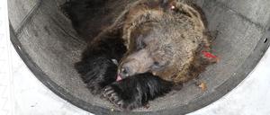 Nach dem Fang von „Problembärin“ JJ4 in Norditalien haben vor dem Wildgehege Hunderte Menschen für die Freilassung des Bärenweibchens demonstriert. 