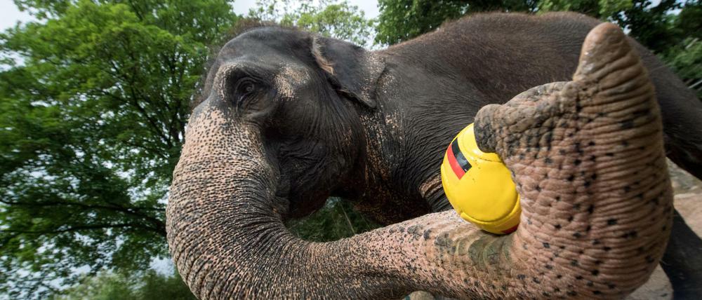 Tiere am Ball. Elefantenkuh Zella aus dem Zoologisch-Botanischen Garten Wilhelma in Stuttgart ist eines der tierischen WM-Orakel. 