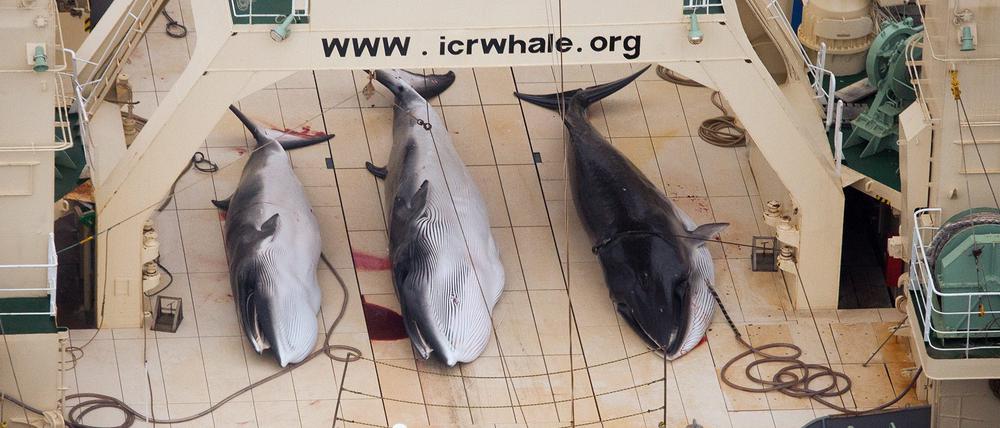 Drei tote Wale auf einem japanischen Schiff (Archivbild 2013)