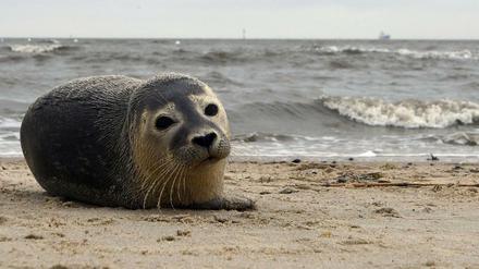 Ein junger Seehund liegt in Cuxhaven-Döse am Strand.