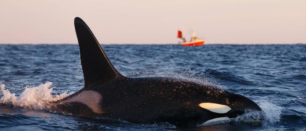 Auf Menschen haben es die tonnenschweren Schwertwale normalerweise nicht abgesehen. 