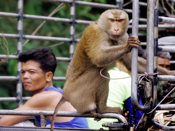 Ein Affe sitzt auf einer mit Kokosnüssen beladenen Ladefläche eines Transporters. 