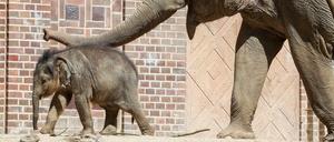Der kleine Elefantenbulle Ben Long mit seiner Ersatzmutter Don Chung im Leipziger Zoo. 