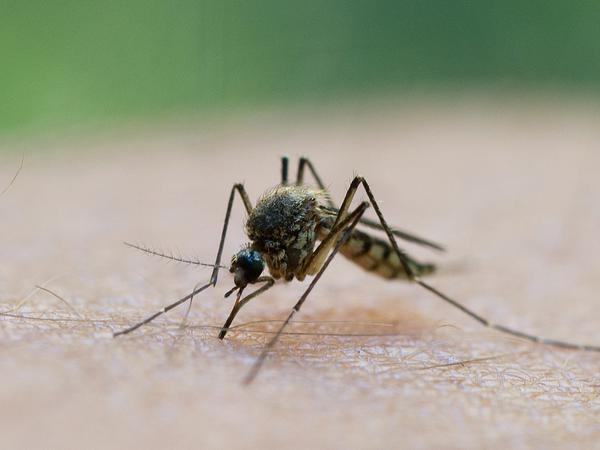 Plagen uns im Sommer die Mücken, nachdem im Winter der Frost ausgeblieben ist?