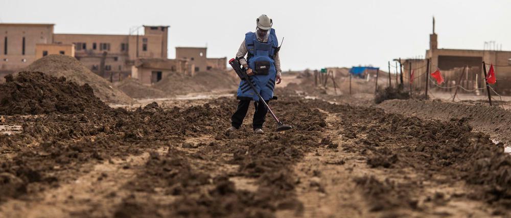Mühselig und gefährlich. Ein israelischer Arbeiter sucht bei Jericho nach Minen. 