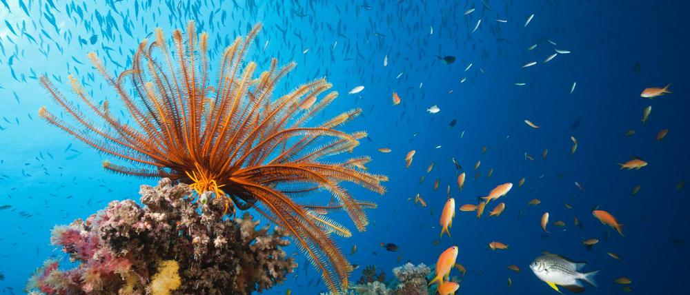 Das Korallenmeer ist das Zuhause von mehr als 300 bedrohten Tierarten.