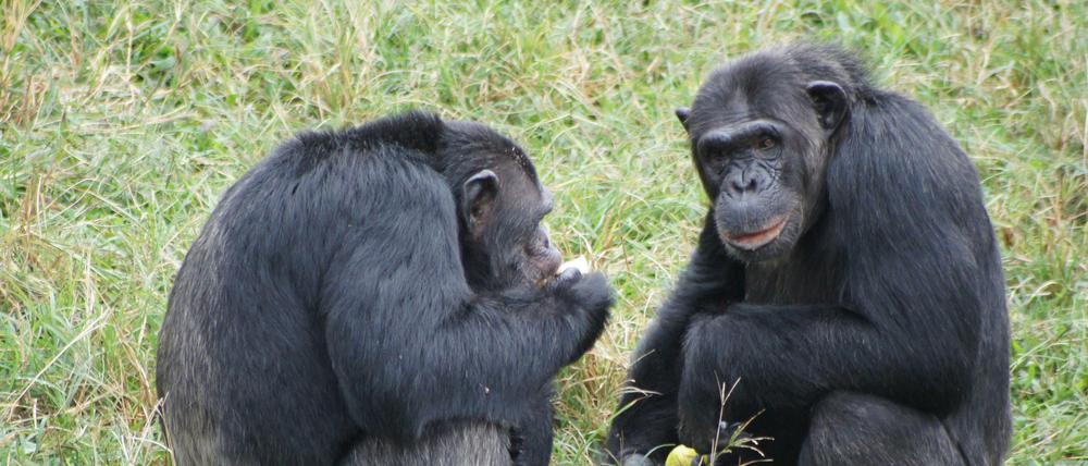 Zwei Schimpansen in fressen auf der Insel Ngamba im Victoria See, Uganda, frische Früchte.