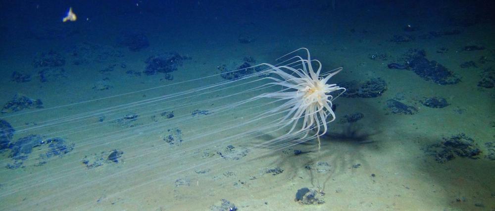 Diese Seeanemone der Gattung Relicanthus lebt im Zentralpazifik in 2500 Metern Tiefe.