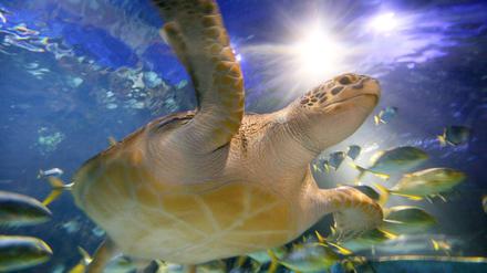 Jeder kann ein Star sein. Eine Meeresschildkröte in ihrem Element. 