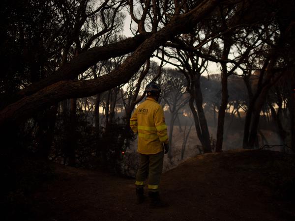 Ein Feuerwehrmann beobachtet einen verbrannten Wald nach einem Waldbrand in Puerto Real in Andalusien.