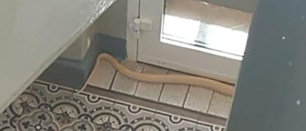 Die entwischte Kobra im Treppenhaus.