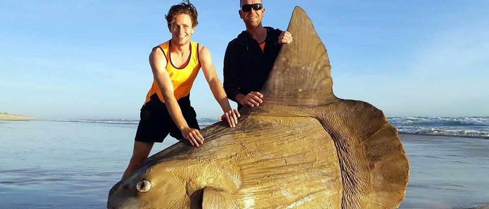 Zwei Männer neben dem Sonnenfisch, der an der australischen Küste angespült worden ist.