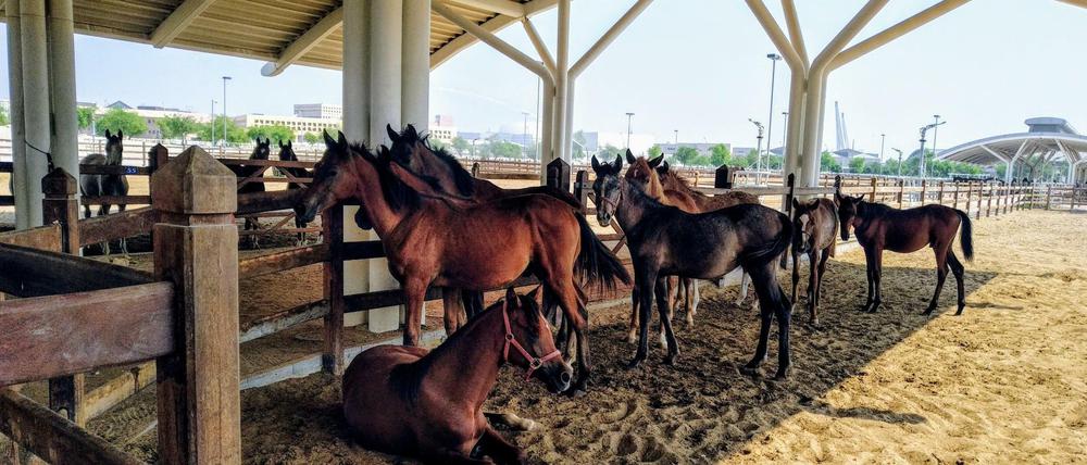Auf dem Gestüt Al-Shaqad haben die Pferde alles, was sie brauchen-und nicht brauchen: Schattenplätze, Swimmingpools und einen Jakuzzi.