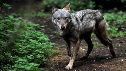 Inzwischen gibt es wieder mindestens 2000 Wölfe in Italien.