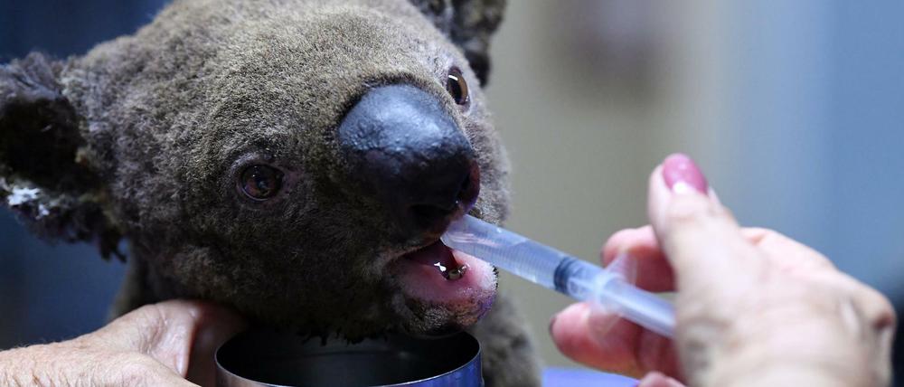 Dieser dehydrierte und verletzte Koala wird jetzt im Koala-Krankenhaus von Port Macquarie aufgepäppelt.