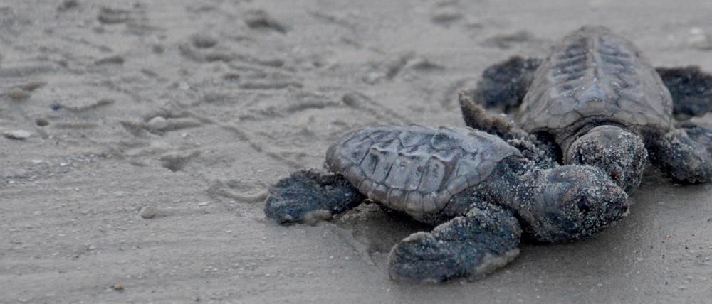 Babyschildkröten auf dem Weg Richtung Meer.